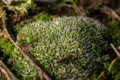 Frozen macro moss